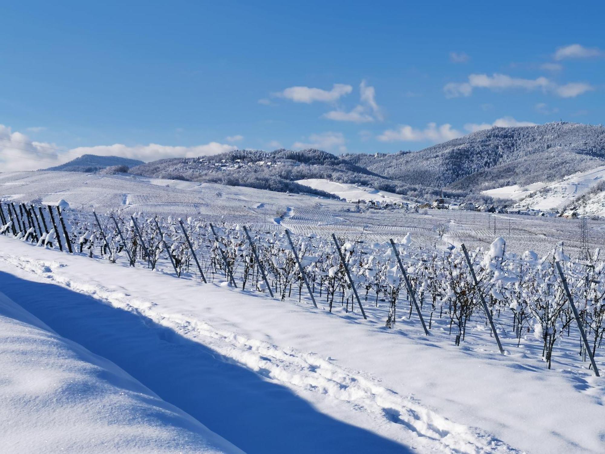 Entre Ville Et Vignes - Gite Classe 3 Etoiles Ingersheim Exterior foto