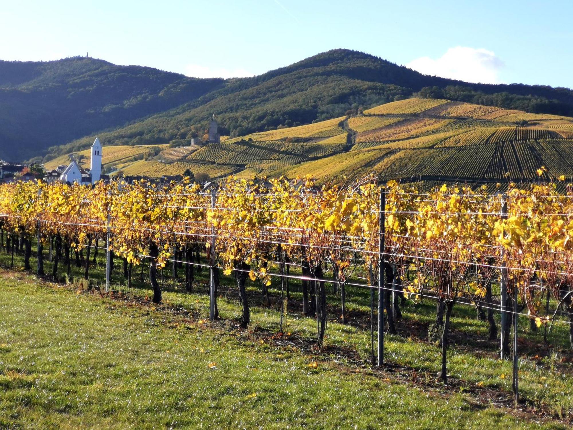 Entre Ville Et Vignes - Gite Classe 3 Etoiles Ingersheim Exterior foto